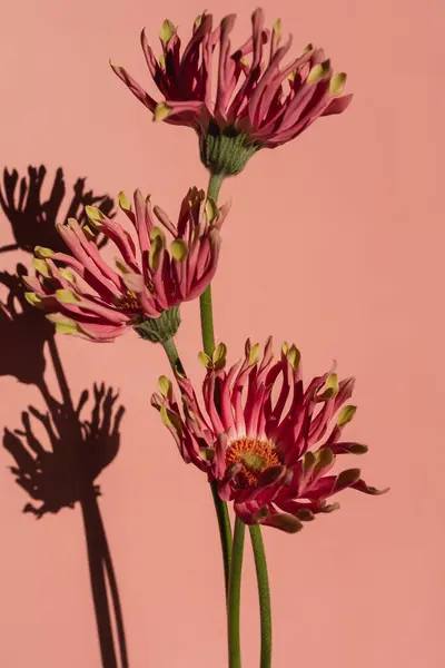 Красиві Рожеві Квіти Гербери Сонячними Світлими Тінями Нейтральному Пастельному Лососевому Стокова Картинка