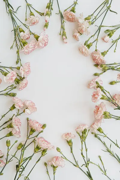 Плоской Выложить Минимальную Цветочную Композицию Розовые Гвоздичные Цветы Белом Фоне Стоковое Фото