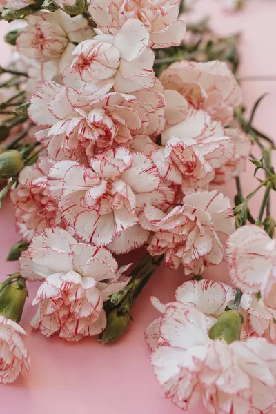 Розовый Гвоздичный Букет Цветов Розовом Фоне Минимальный Цветочный Состав День Стоковое Изображение