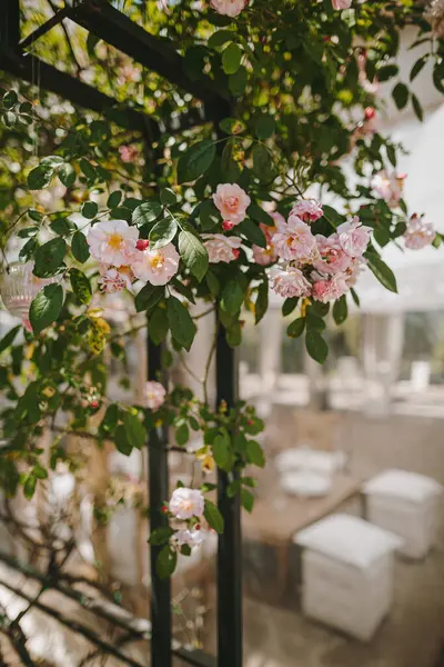 Красиві Рожеві Квіти Троянди Кущ Стокове Фото