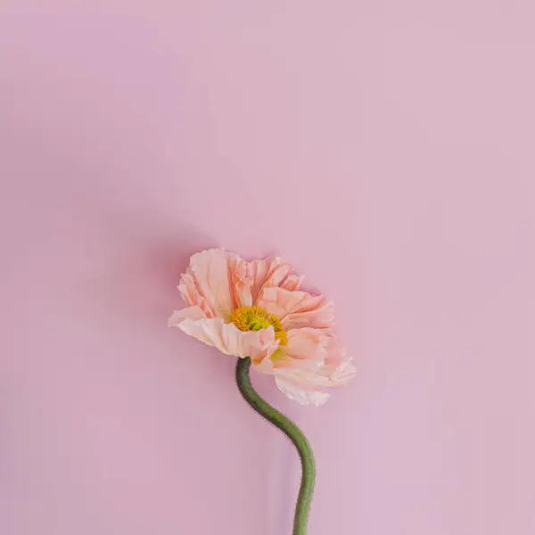 Ніжний Персиковий Рожевий Маковий Квітковий Стебло Бутон Пастельно Рожевому Тлі Стокова Картинка