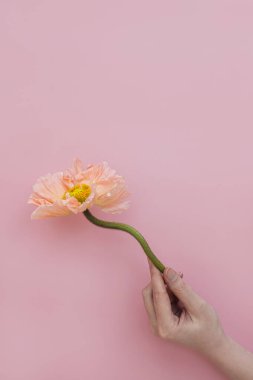 Kadın eli, pastel pembe arka planda narin pembe haşhaş çiçeği sapını tutuyor. Estetik yakın görünüm çiçek kompozisyonu