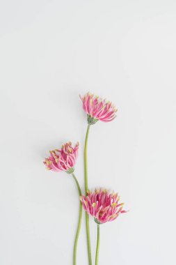 Beyaz arka planda pembe Gerber çiçekleri. Minimal stil natürmort çiçek kompozisyonu