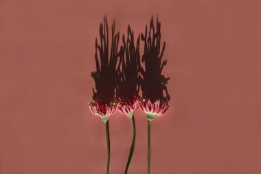 Somon pembe duvarında güneş ışığı gölgesi olan üç zarif pembe gerber çiçeği. Estetik çiçekli, sadelik kompozisyonu. Güneş ışığı silueti olan çiçekler.