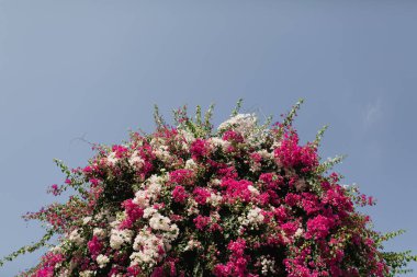 Mavi gökyüzü üzerinde kırmızı ve beyaz çiçekler çalı