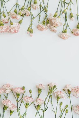 Minimum çiçek kompozisyonu yatıyordu. Beyaz arka planda pembe karanfil çiçekleri. Yaz, bahar konsepti. Boşluğu kopyala, üst görünüm