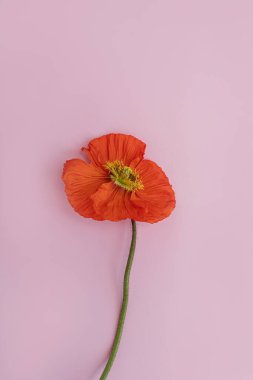 Pembe arka planda kırmızı haşhaş çiçeği. Minimal stil natürmort çiçek kompozisyonu