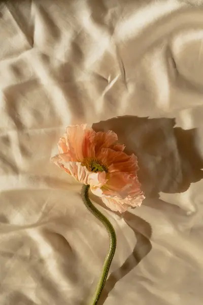 Όμορφο Ροζ Λουλούδι Παπαρούνας Ροδάκινο Σκιές Φως Του Ήλιου Τσαλακωμένο — Φωτογραφία Αρχείου
