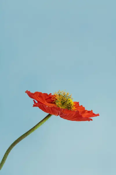 青い背景に赤いポピーの花 ミニマルスタイリッシュな静かなライフフフローラル構成 ロイヤリティフリーのストック写真