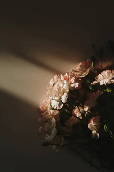 Lindas Flores Cravo Rosa Fundo Escuro Com Sombras Luz Sol Fotos De Bancos De Imagens