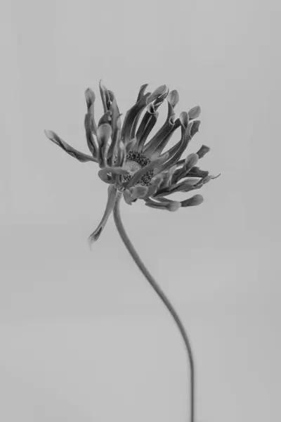 黒と白 モノクロ 中立の背景に美しい木の花 エステティックミニマルフローラルコンポジション ロイヤリティフリーのストック写真