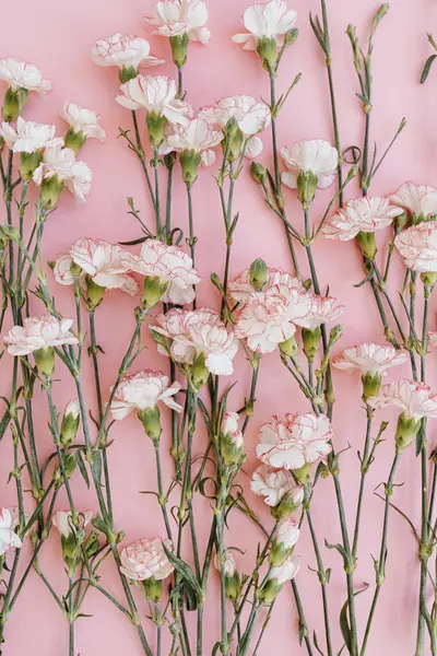 ピンクのカーネーションの花がピンクの背景に咲いています フラットレイ トップビュー最小の花の構成 ロイヤリティフリーのストック画像