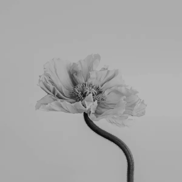 黒と白 モノクロ 中立の背景にエレガントなポピーの花 美的な花のシンプルさの構成 花を閉じる ストック画像