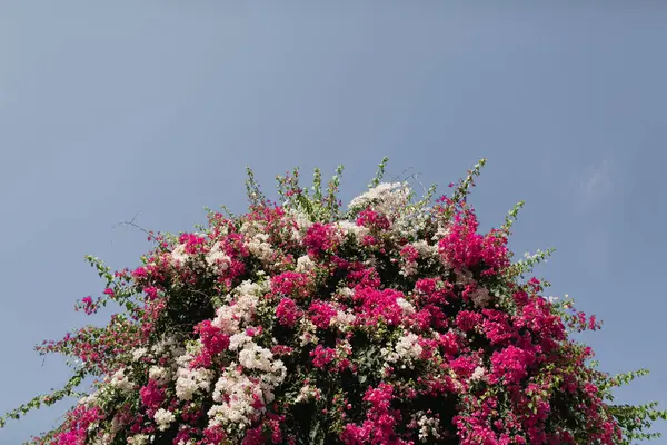 青空に咲く赤と白の花 ロイヤリティフリーのストック画像