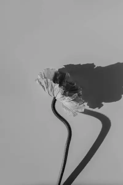 Zwart Wit Monochroom Poppy Bloem Met Zonlicht Schaduwen Minimale Stijlvolle Stockfoto