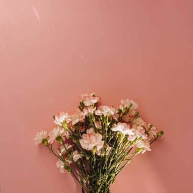 Pembe karanfilli çiçek buketi, pembe arka planda, güneş ışığı gölgesi siluetinde.