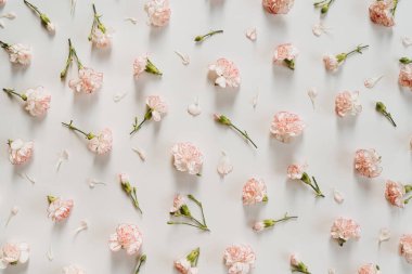 Beyaz arka planda pembe karanfil çiçekleri. Üst görünüm minimalist çiçek deseni. Sevgililer Günü, Anneler Günü konsepti.