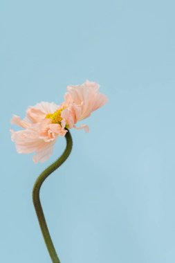 Pastel mavi arka planda güzel pembe haşhaş çiçeği. Estetik minimum çiçek bileşimi