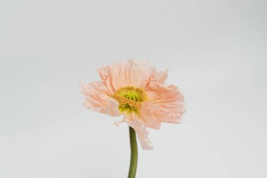 Beyaz arka planda şeftali rengi haşhaş çiçeği. Minimal stil natürmort çiçek kompozisyonu