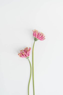 Beyaz arka planda zarif pembe Gerber çiçekleri. Estetik çiçekli sadelik kompozisyonu. Manzara çiçeğini kapat