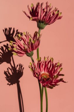 Pembe Gerber çiçekleri. Pastel pembe arka planda estetik güneş ışığı gölgeleri. Minimal stil natürmort çiçek kompozisyonu