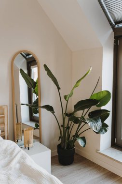 Modern ev iç tasarımı. Tropik palmiye ağacı, beyaz çarşaflı yatak, ayna, yan lamba. Rahat yatak odası.