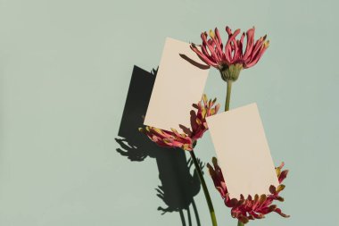 Sahte kopya alanı olan boş kağıt kağıtlar ve naneli arkaplanda Alman çiçekleri. Estetik güneş ışığı gölgeleri. En düşük işletme markalaşma şablonu