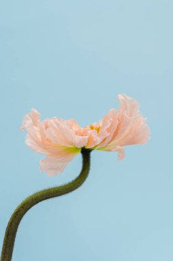 Mavi arka planda haşhaş çiçeği. Minimal stil natürmort çiçek kompozisyonu