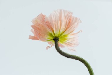 Beyaz arka planda şeftali rengi haşhaş çiçeği. Minimal stil natürmort çiçek kompozisyonu