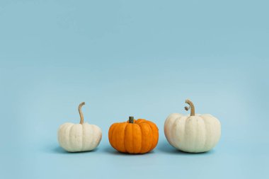 Açık mavi arka planda küçük dekoratif balkabakları. Sonbahar, sonbahar, Şükran Günü ya da Cadılar Bayramı konsepti. Boşluğu kopyala