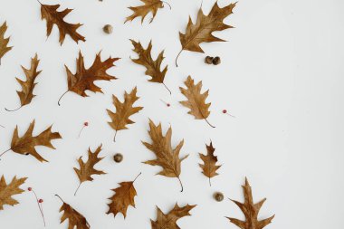 En düşük sonbahar düşüş düzeni. Beyaz arka planda kurumuş meşe yaprağı ve meşe palamudu