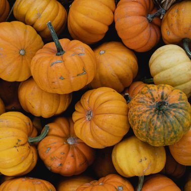Çiftçi pazarında bir sürü portakal kabağı var. Kabak arkaplanı