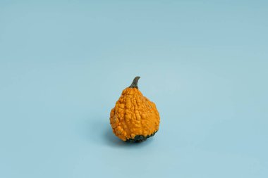 Açık mavi arka planda küçük dekoratif balkabağı. Sonbahar, sonbahar, Şükran Günü ya da Cadılar Bayramı konsepti. Boşluğu kopyala