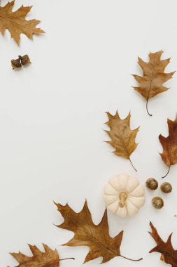 Beyaz arka planda kuru meşe yaprakları, meşe palamudu ve balkabağı ve fotokopi alanı. Düz yatış, üst görünüm