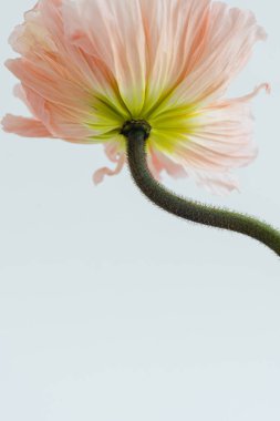 Beyaz arka planda şeftali rengi haşhaş çiçeği. Minimal stil natürmort çiçek kompozisyonu