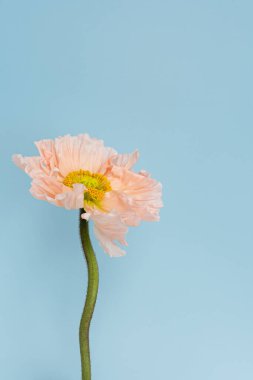 Mavi arka planda haşhaş çiçeği. Minimal stil natürmort çiçek kompozisyonu