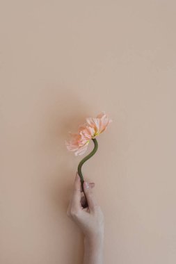 Kadın eli, kahverengi bej arka planda pembe haşhaş çiçeği sapını tutuyor. Estetik çiçek kompozisyonu