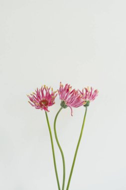 Beyaz arka planda pembe Gerber çiçekleri. Minimal stil natürmort çiçek kompozisyonu