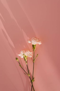 Pembe arka planda pembe karanfil çiçekleri ve güneş ışığı gölgeleri. Estetik minimum çiçek bileşimi