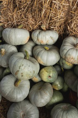 Bir sürü beyaz balkabağı. Sonbahar sonbahar mevsimsel kalıp bileşimi