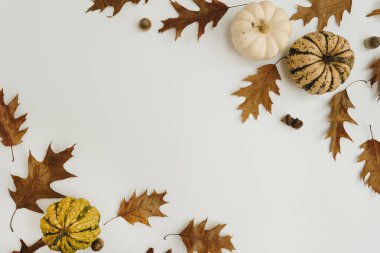 Kurumuş meşe yaprakları, meşe palamutları, beyaz arka planda boş fotokopi alanı olan balkabakları. Düz yatış, üst görünüm modeli