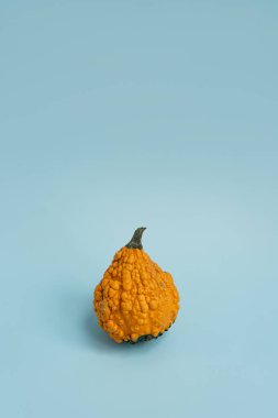 Açık mavi arka planda küçük dekoratif balkabağı. Sonbahar, sonbahar, Şükran Günü ya da Cadılar Bayramı konsepti. Boşluğu kopyala