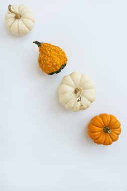 Beyaz arka planda güzel dekoratif balkabakları. Sonbahar mevsimi konsepti