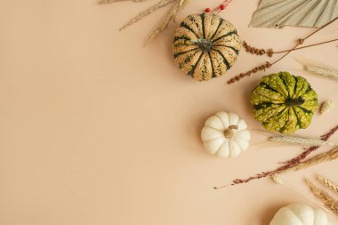 Küçük dekoratif balkabakları ve kurutulmuş otlar. Sonbahar, sonbahar, Şükran Günü ya da cadılar bayramı konsepti ve boş kopya alanı. Düz yatış, üst görünüm