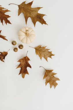 Minimum sonbahar sonbahar kompozisyonu. Beyaz arka planda kurumuş meşe yaprağı, meşe palamudu ve balkabağı.