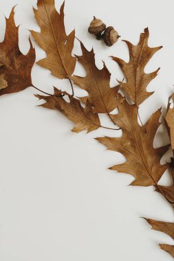 Beyaz arka planda kuru meşe yaprakları ve meşe palamudu. Sonbahar, sonbahar kompozisyonu