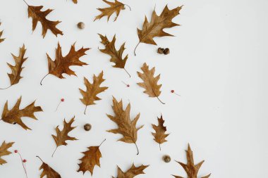 Beyaz arka planda, fotokopi alanı olan kurumuş meşe yaprakları. Düz, üst görünüm yaprak deseni