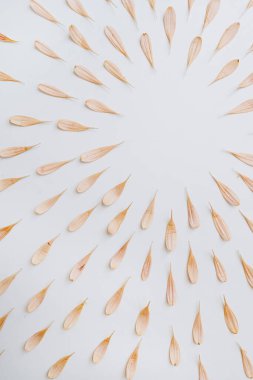 Pastel pembe çiçek yaprakları ve beyaz arka planda tomurcuk. Kopya alanı olan en küçük çiçek bileşimi