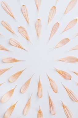 Minimum stil konsept. Beyaz arka planda, fotokopi çerçeveli soluk pembe çiçek yaprakları. Yaratıcı yaşam tarzı, yaz, bahar konsepti. Boşluğu kopyala, düz yat, üst görünüm