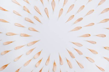 Beyaz arka planda güzel somon pembe çiçek yapraklarından yapılmış kırpma yolu olan yuvarlak çerçeve. Düz yerde, üst tarafta. Boş kopya alanına sahip çiçek arkaplanı